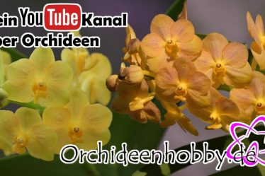 Wie Mehr Licht Vanda Orchideen Zu Farbintensiven Blüten Verhilft