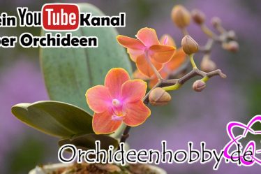 Phalaenopsis Orchidee: Schönes Geschenk Für Deine Mutter