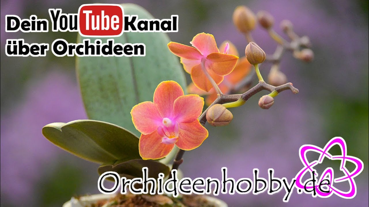 Phalaenopsis Orchidee: Schönes Geschenk Für Deine Mutter
