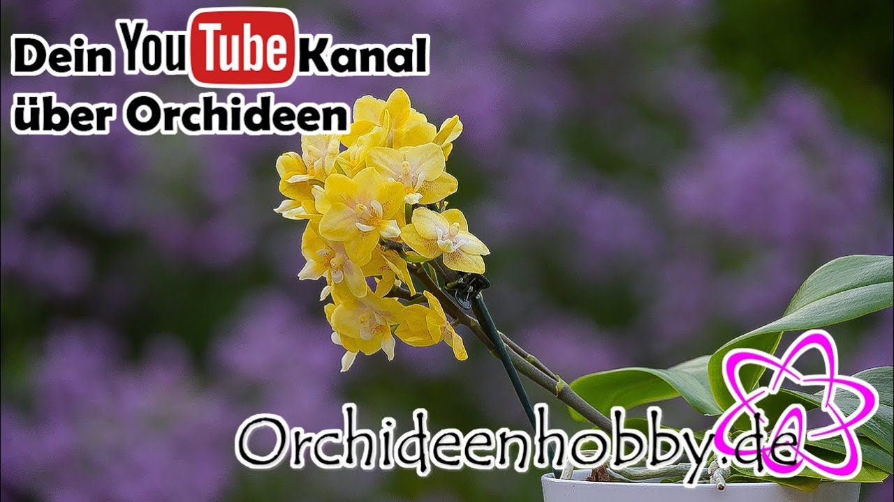 Traumhafte Orchideen: Erlebe Die Schönheit Von Doritaenopsis Sogo Banana & Phalaenopsis Sunny Shore