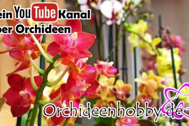 Das Geheimnis Der Hochwertigen Orchideen Wichmann Phalaenopsis