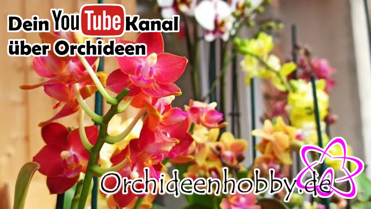 Das Geheimnis der hochwertigen Orchideen Wichmann Phalaenopsis 1 Das Geheimnis Der Hochwertigen Orchideen Wichmann Phalaenopsis