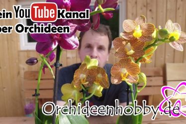 Schaffe Ein Farbenspektakel In Deinem Haus Mit Phalaenopsis Sogo Relax & Phalaenopsis Indian Summer