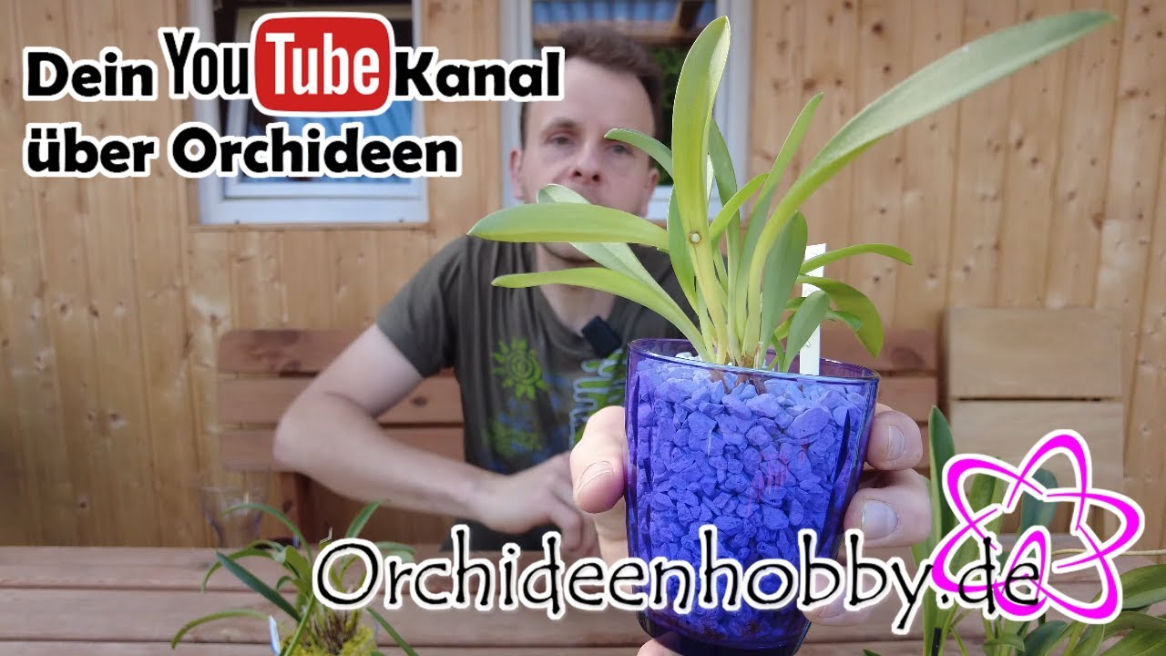Neue Entdeckungen bei den Masdevallia Orchideen - Update Mai 2022 1 Neue Entdeckungen Bei Den Masdevallia Orchideen – Update Mai 2022