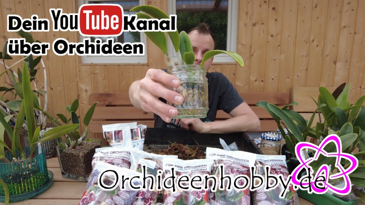 Orchideenwurzeln zu kurz? So verhindern Sie Probleme beim Einpflanzen in Glas mit Colomi 1 Orchideenwurzeln Zu Kurz? So Verhindern Sie Probleme Beim Einpflanzen In Glas Mit Colomi