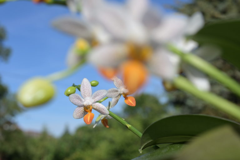 Phalaenopsis Mini Mark