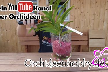 Orchideenhobby.de: Praktische Tipps Für Den Umgang Mit Abgeblühter Vanda