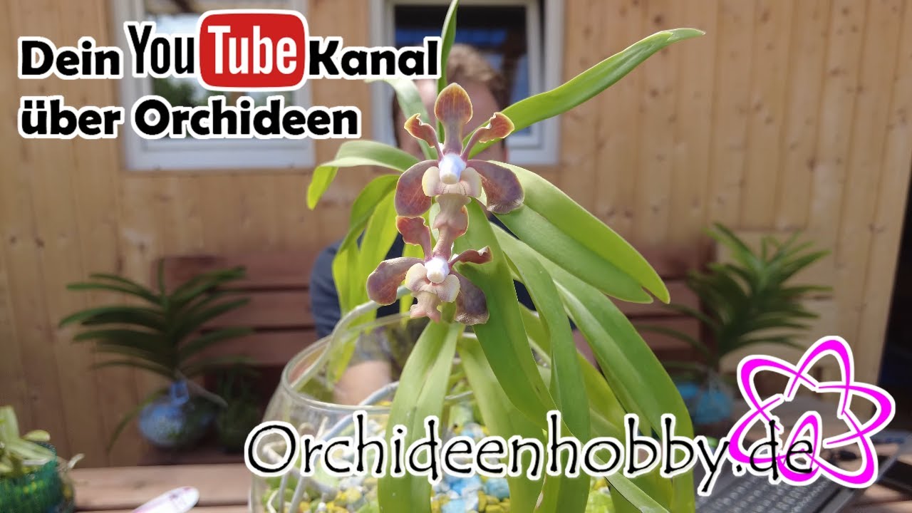 Vanda brunnea: Das Geheimnis um den Namen der seltenen Orchidee 1 Vanda Brunnea: Das Geheimnis Um Den Namen Der Seltenen Orchidee