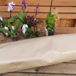 Phalaenopsis Blüten - Neue Orchideen für die Fensterbank