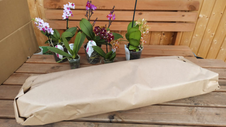 Neue Blüten für die Fensterbank