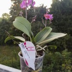 Phalaenopsis im Colomi-Glas, Blütenstand mit Knospen im Freien