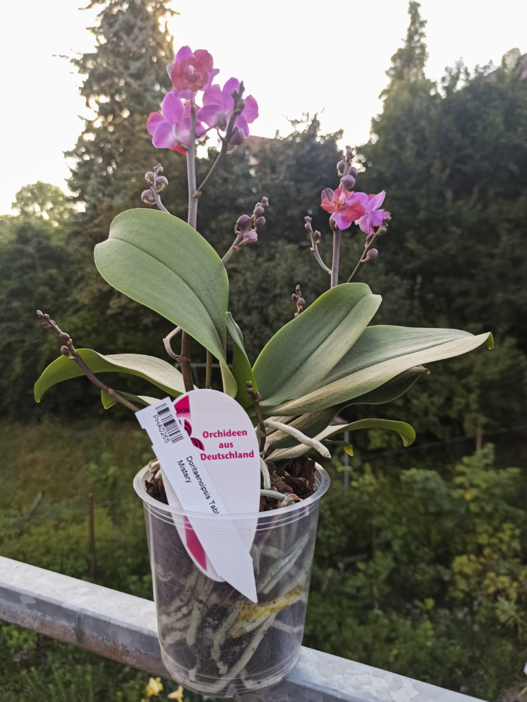 Phalaenopsis im Colomi-Glas, Blütenstand mit Knospen im Freien