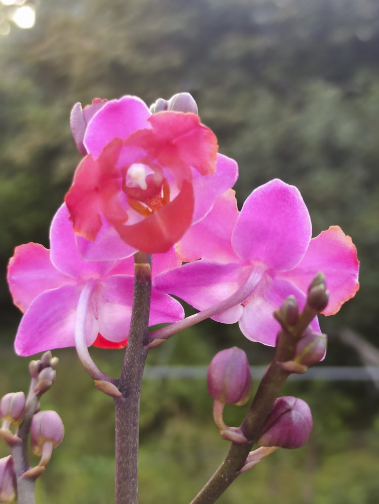 Rosa blühende Phalaenopsis im Freien, Sommerstand auf der Terrasse