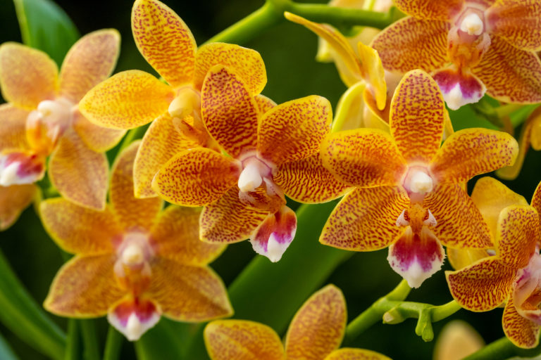 Doritaenopsis Table Masterpiece