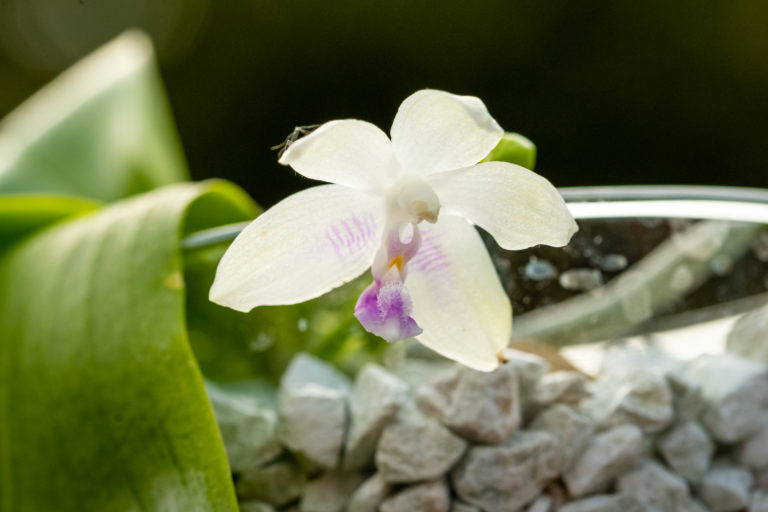 Phalaenopsis fimbriata