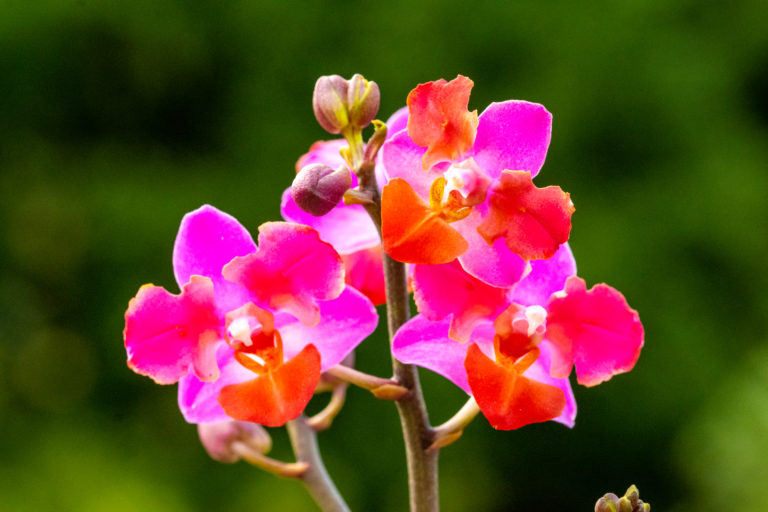 Doritaenopsis Table Mystery