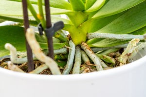 Orchideenpflege in der Praxis