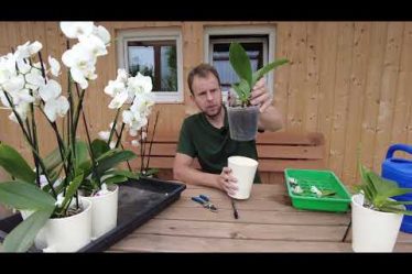 Die Schockierende Wahrheit Über Das Nicht-Gießen Von Orchideen – Woche 6 Von 7