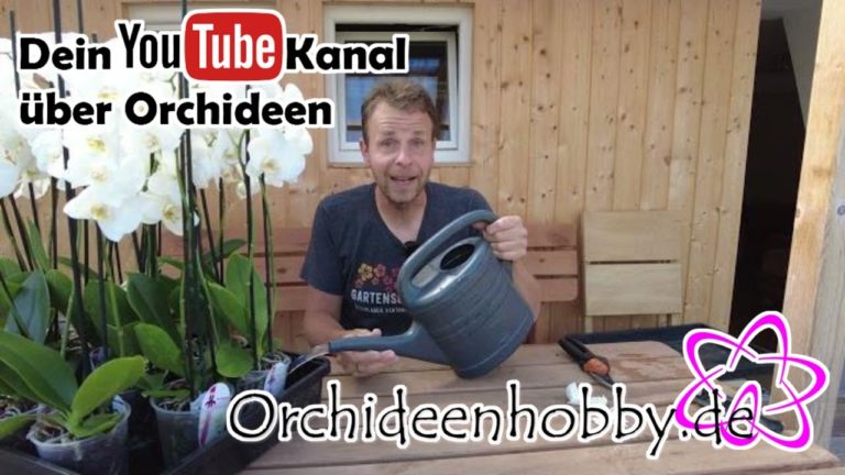 Er gießt seine Orchideen nicht mehr!