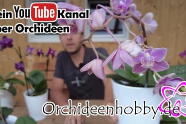 Die Perfekte Pflege Für Verblühte Orchideen – So Einfach Geht’S!
