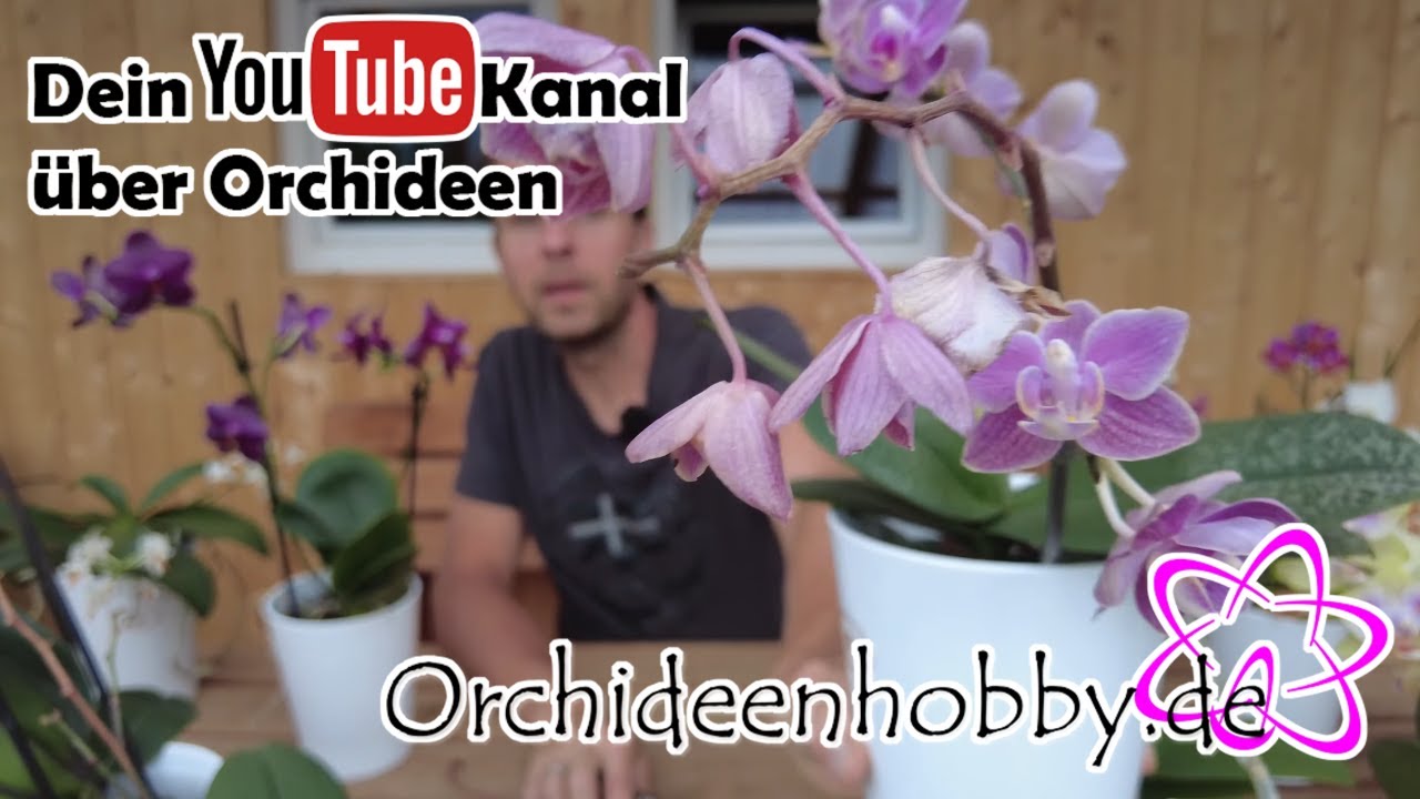 Die Perfekte Pflege Für Verblühte Orchideen – So Einfach Geht’S!