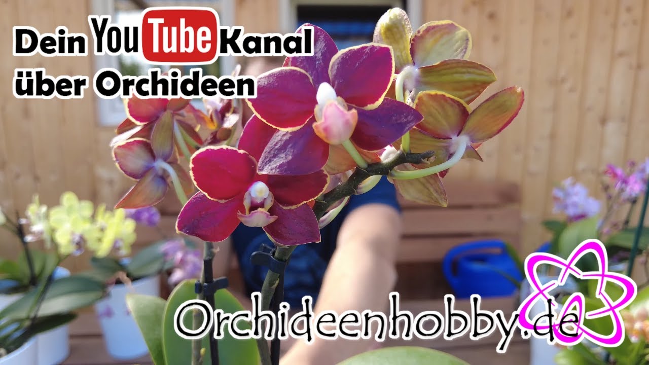 Die Schönsten Orchideen Für Deine Fensterbank – Doritaenopsis Hybriden