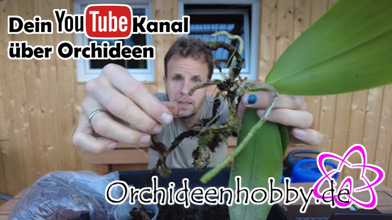 Wenn eine Orchidee ein gelbes Blatt macht, was könnte der Grund sein? 1 Wenn Eine Orchidee Ein Gelbes Blatt Macht, Was Könnte Der Grund Sein?