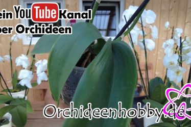 Orchideenpflege: Das Geheimnis, Warum Er Auf Das Gießen Verzichtet – Woche 4 Von 7