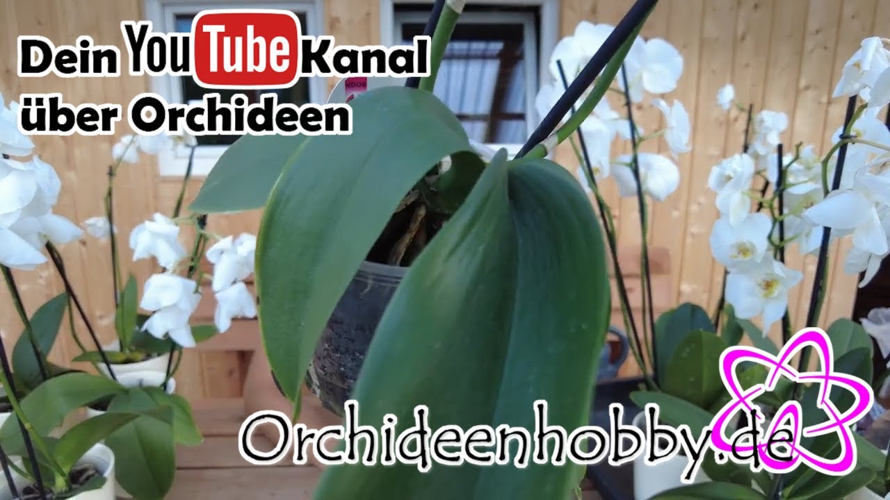 Orchideenpflege: Das Geheimnis, warum er auf das Gießen verzichtet - Woche 4 von 7 1 Orchideenpflege: Das Geheimnis, Warum Er Auf Das Gießen Verzichtet – Woche 4 Von 7