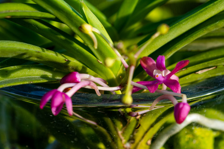 🌸 Ascofinetia Cherry Blossom – Wenn der Zufall zur Blüte führt