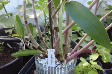 Geheimnisvolle Schönheit: Das Wachstum Von Dendrobium Delicatum