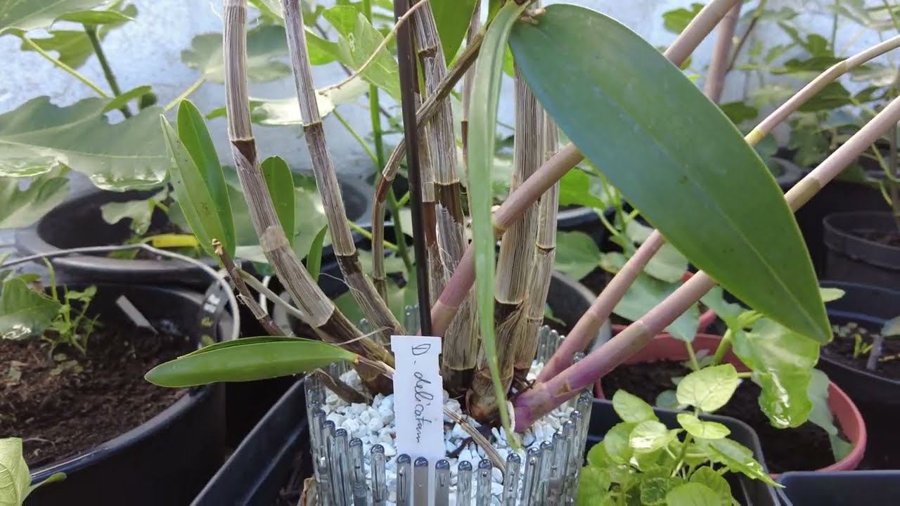Geheimnisvolle Schönheit: Das Wachstum Von Dendrobium Delicatum