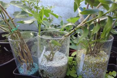Verbrannt & Überlebt: Meine Lehren Aus Dem Dendrobium Im Glas