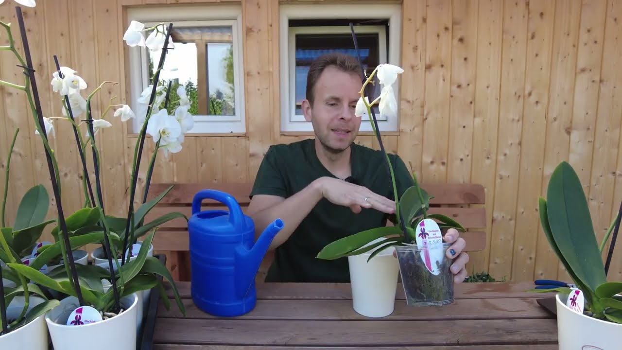 Orchideenpflege enthüllt: Unerwartetes Finale nach 7 Wochen 1 Orchideenpflege Enthüllt: Unerwartetes Finale Nach 7 Wochen