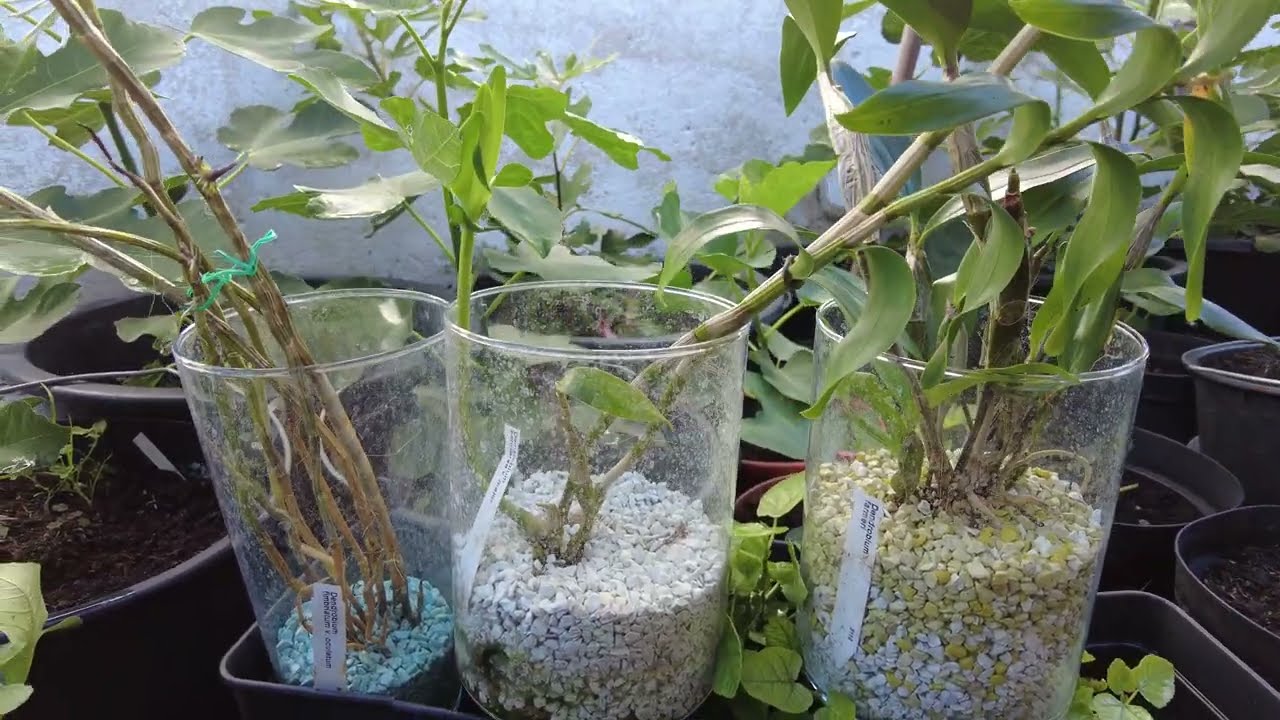 Verbrannt & Überlebt: Meine Lehren Aus Dem Dendrobium Im Glas