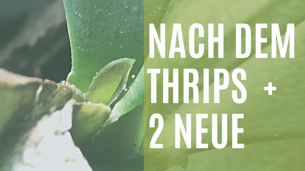 Geheimnis Der Phalaenopsis Nach Dem Thrips – Orchideenhobby.de