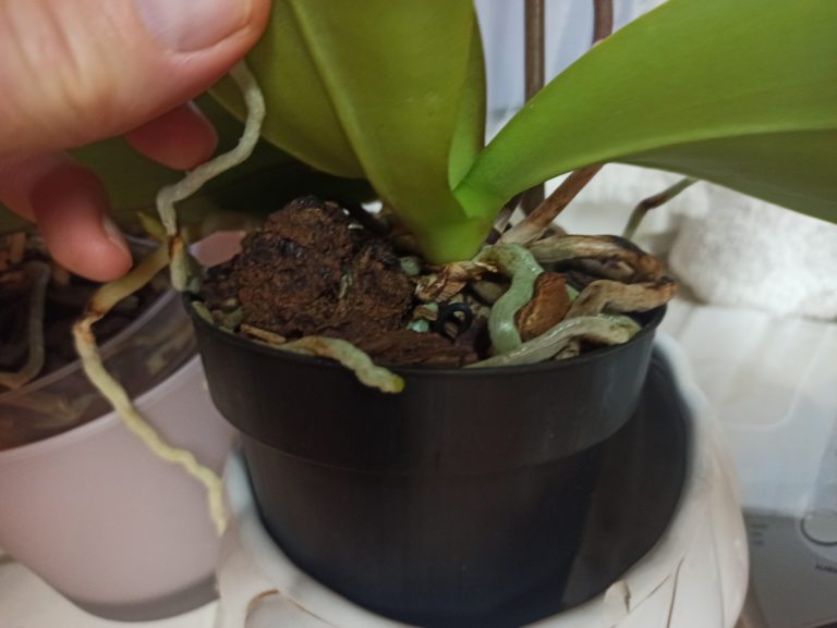 Umtopfen? Echt jetzt?!