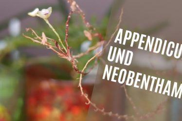 Warum Appendicula Und Neobenthamia Die Perfekte Ergänzung Für Ihre Pflanzensammlung Sind