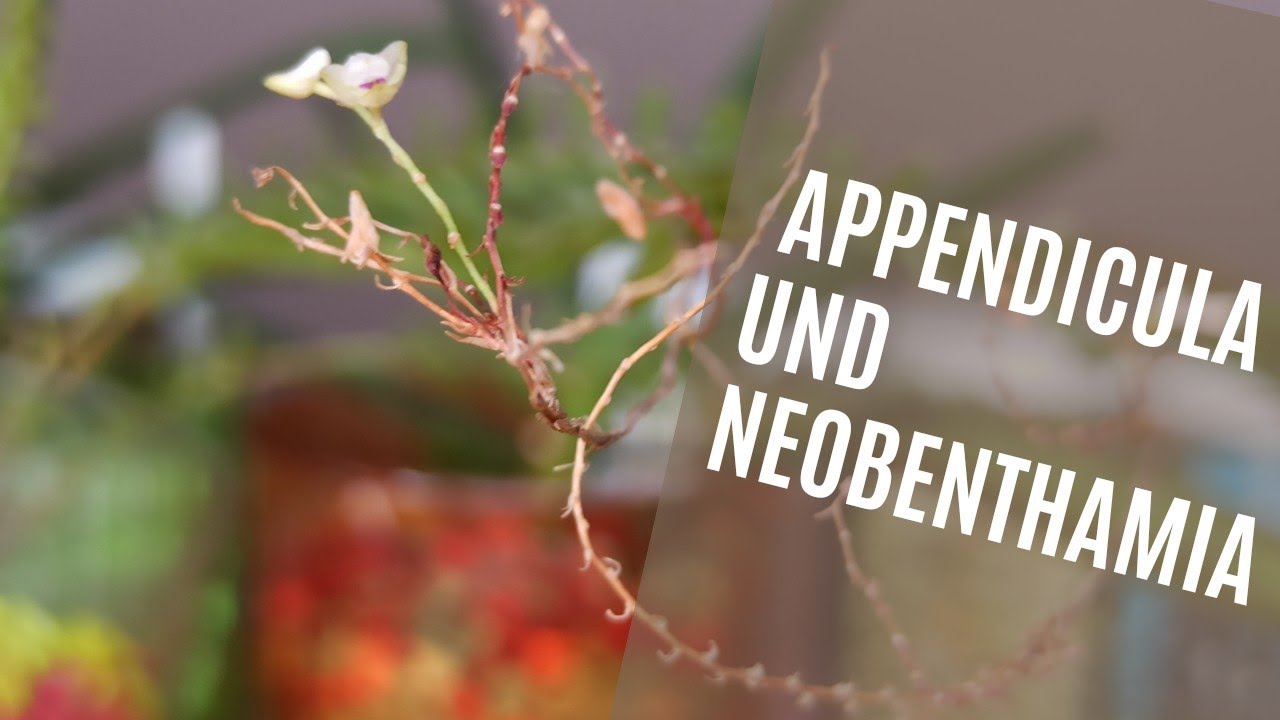 Warum Appendicula Und Neobenthamia Die Perfekte Ergänzung Für Ihre Pflanzensammlung Sind