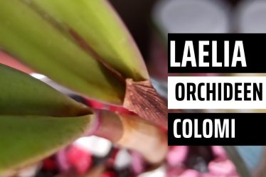 Die Geheimnisse Der Laelia/Cattleya Orchidee In Colomi Aufgedeckt
