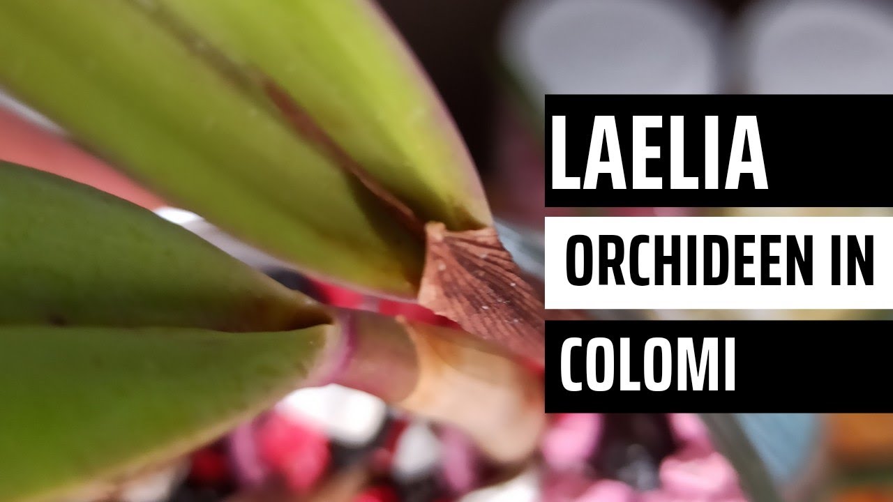 Die Geheimnisse Der Laelia/Cattleya Orchidee In Colomi Aufgedeckt