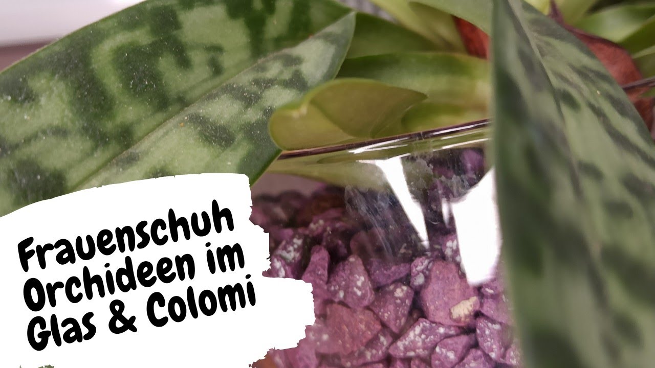 Die faszinierende Schönheit von Paphiopedilum Orchideen im Glas 1 Die Faszinierende Schönheit Von Paphiopedilum Orchideen Im Glas