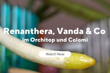 Die Besten Tricks Für Gesunde Vanda Orchideen Im Orchitop Und Colomi