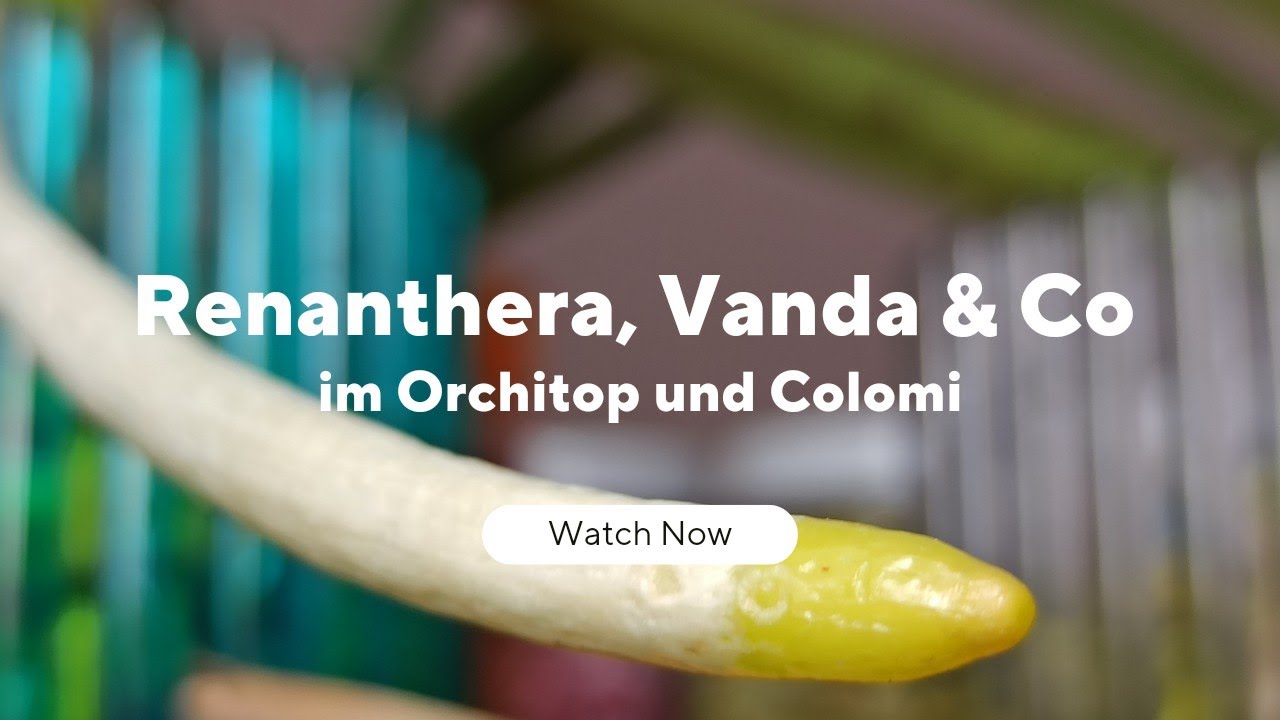Die besten Tricks für gesunde Vanda Orchideen im OrchiTop und Colomi 1 Die Besten Tricks Für Gesunde Vanda Orchideen Im Orchitop Und Colomi