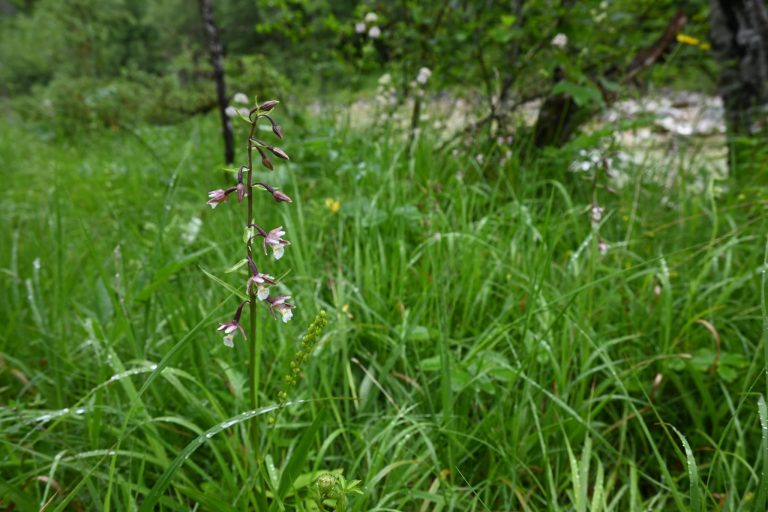 Sumpf-Stendelwurz (Epipactis palustris)