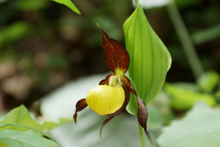 Gelbe Frauenschuh oder Gelb-Frauenschuh (Cypripedium calceolus)