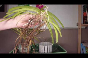 Das Anwachsproblem Bei Vanda Orchideen: Die Lösung Enthüllt