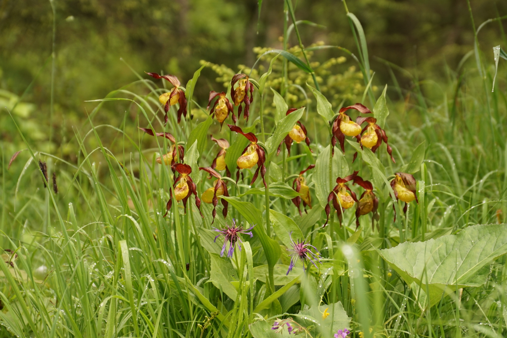 Cypripedium calceolus