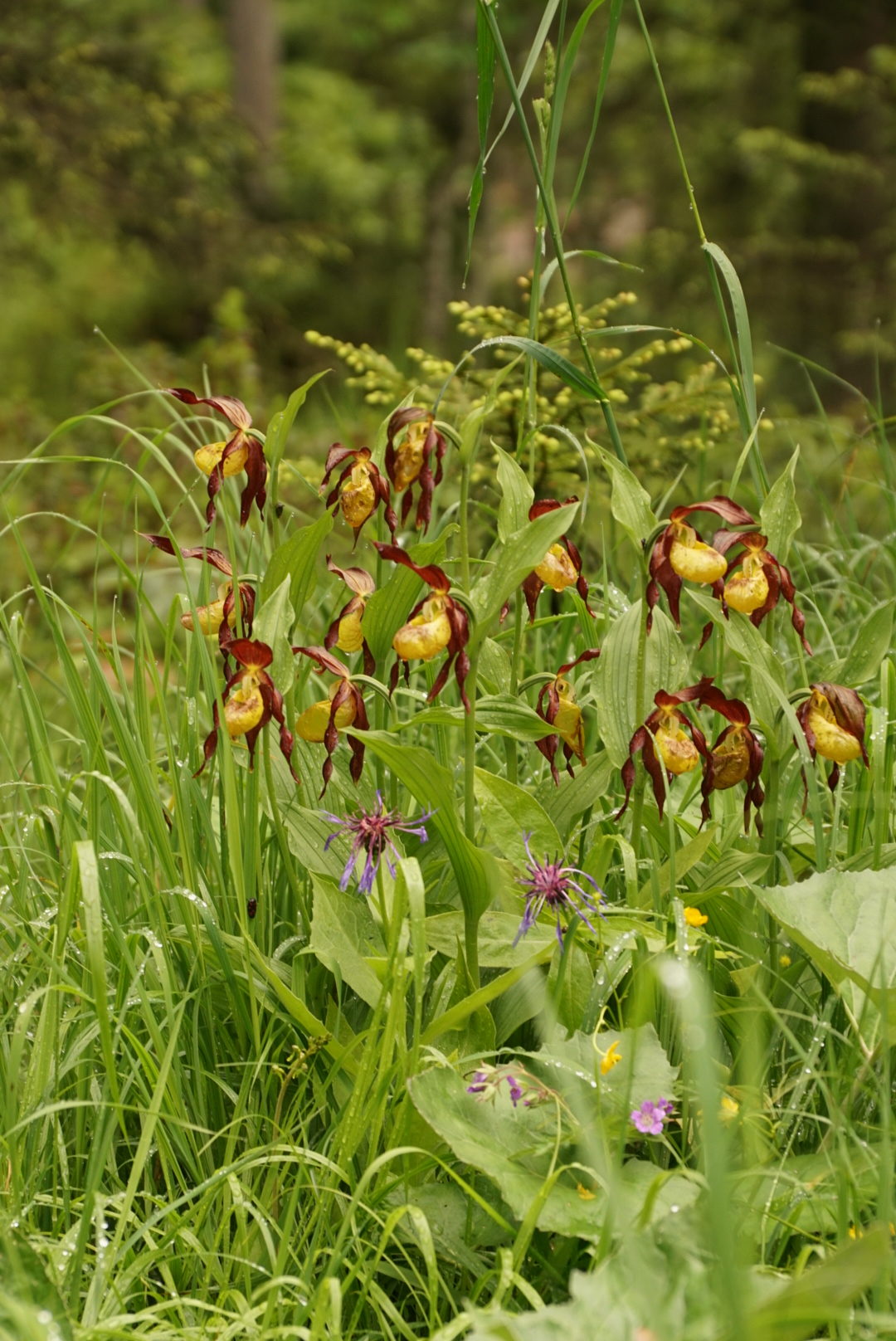 Cypripedium calceolus