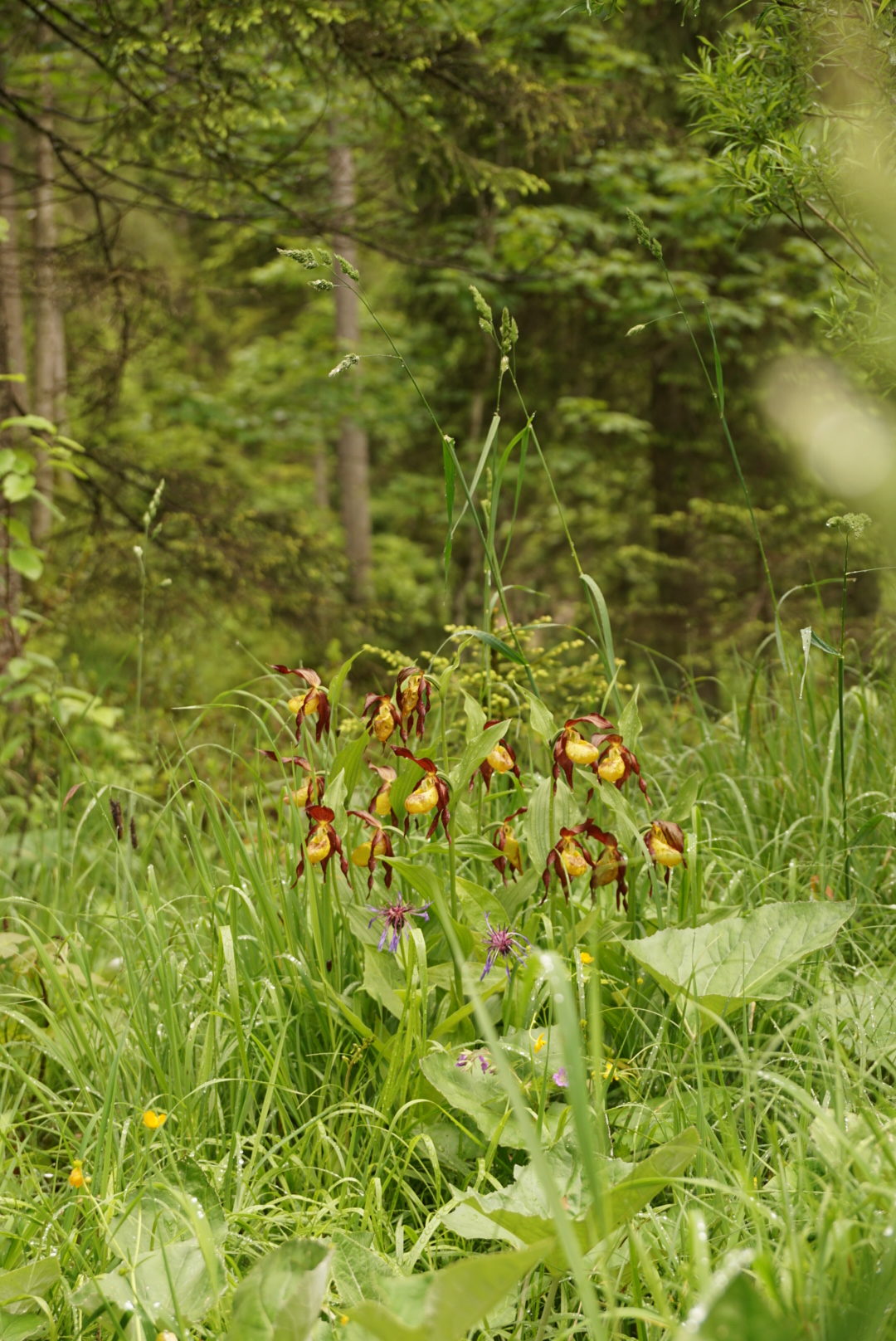Cypripedium calceolus